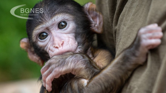 Chinese researchers have cloned the first rhesus monkey, a species widely used in medical research because its physiology is similar to that of humans