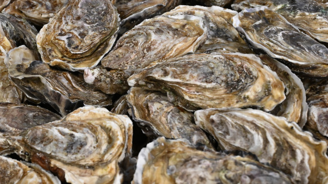 The 5 most expensive oysters in the world