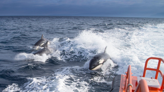 Killer whales off Gibraltar have baffled scientists